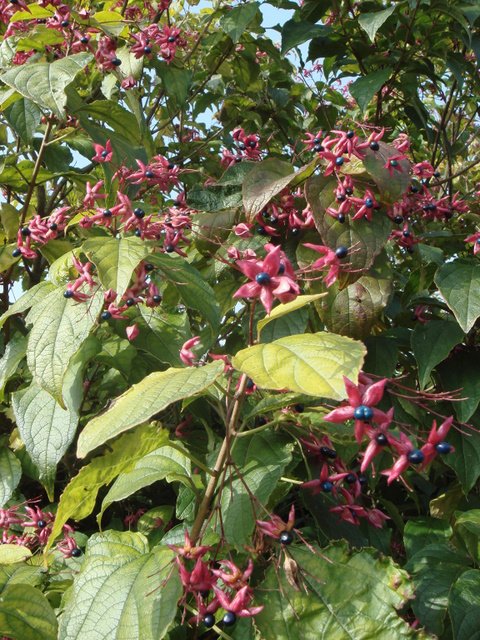Clerodendron trichotomum automne